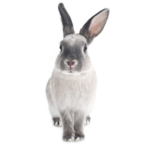 Harry The Rabbit Wall sticker – Cozy Nursery
