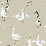 Mallard Ducks Wallpaper