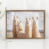 Funny Llama Poster - Cozy Nursery