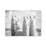 Funny Llama Poster - Cozy Nursery